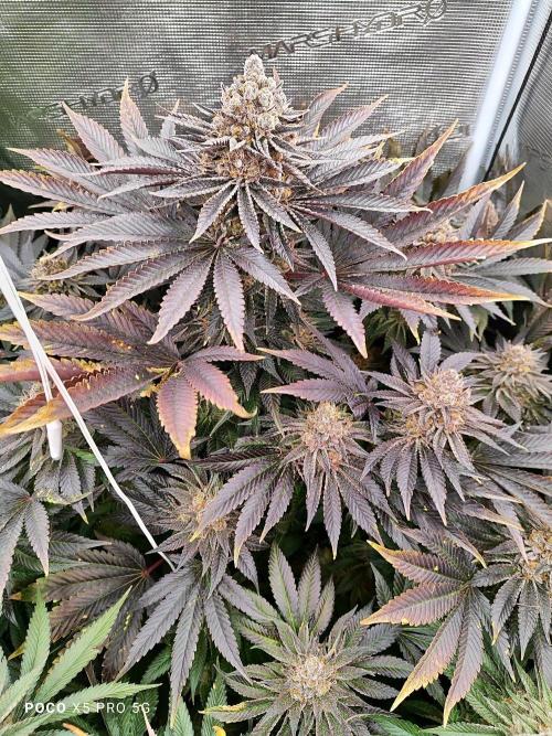 Erntedankfest 1. Week 16