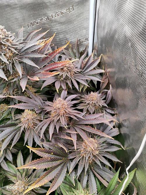 Erntedankfest 1. Week 16