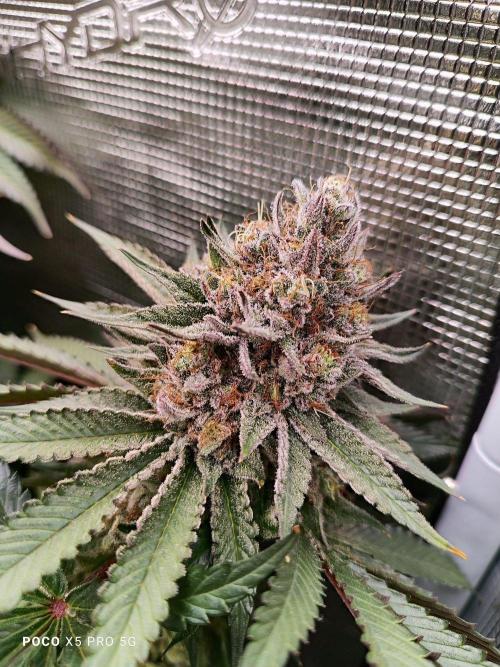 Erntedankfest 1. Week 16