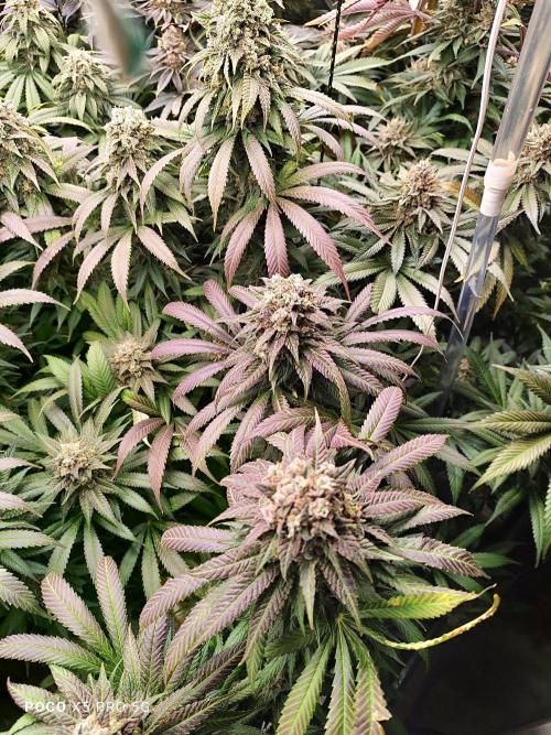 Erntedankfest 1. Week 16