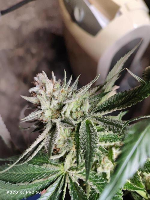Erntedankfest 1. Week 16