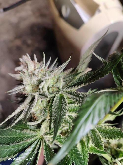 Erntedankfest 1. Week 16