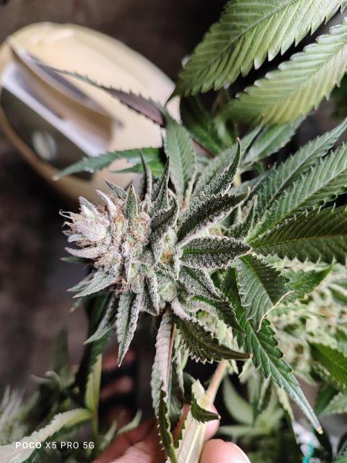 Erntedankfest 1. Week 16
