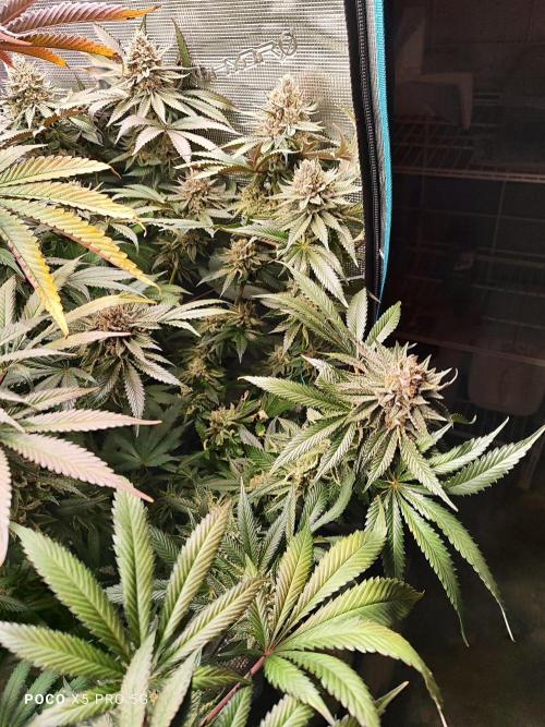 Erntedankfest 1. Week 16