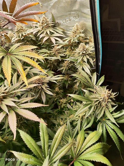 Erntedankfest 1. Week 16