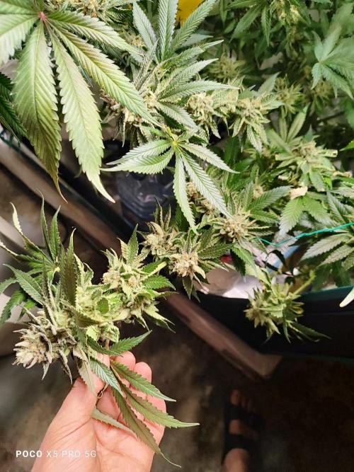 Erntedankfest 1. Week 16