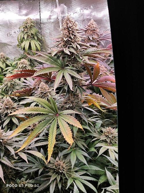 Erntedankfest 1. Week 16