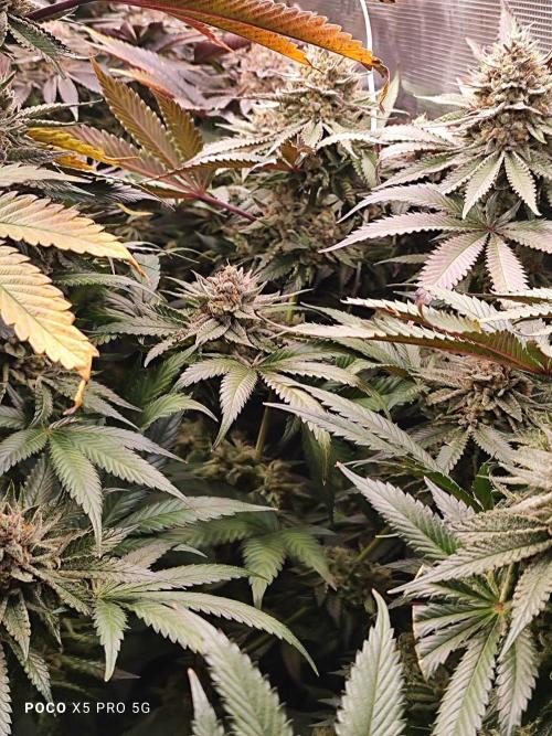 Erntedankfest 1. Week 16