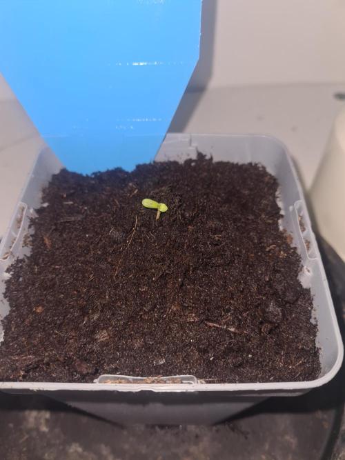 Frisian Dew. Week 1