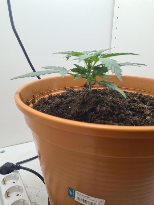 Frisian Dew. Week 2