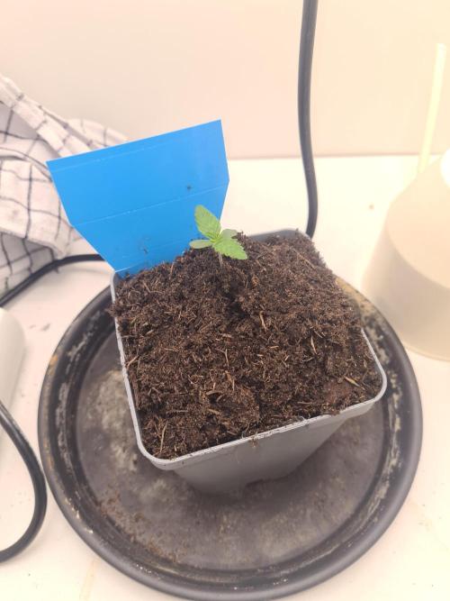 Frisian Dew. Week 1