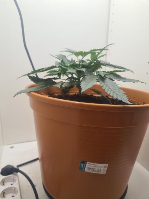 Frisian Dew. Week 3