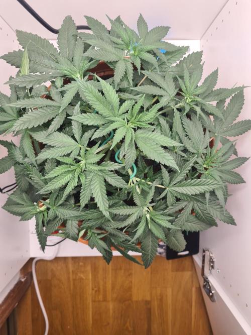 Frisian Dew. Week 5