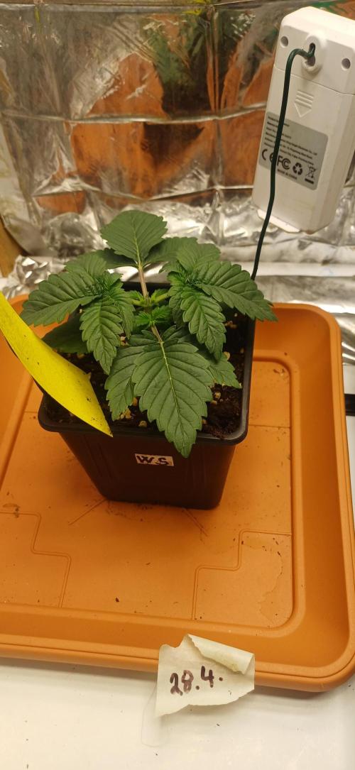 domamont. Week 2