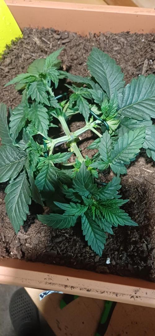 domamont. Week 4