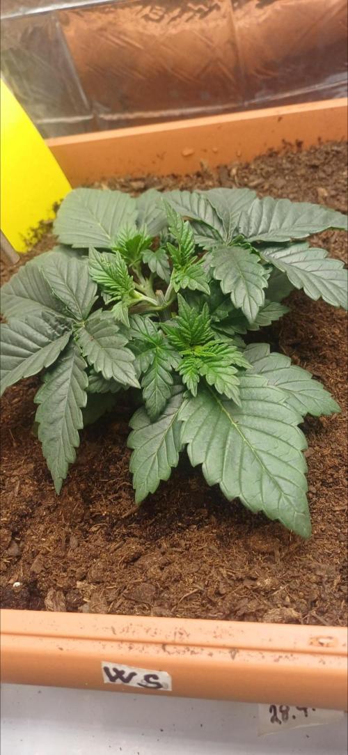 domamont. Week 3