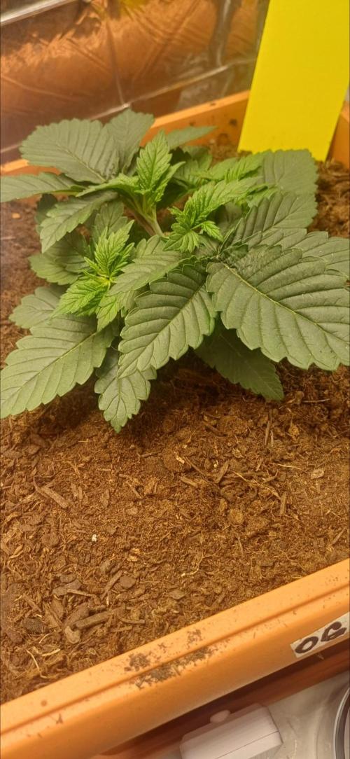 domamont. Week 3