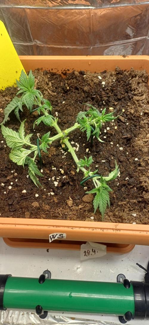 domamont. Week 4
