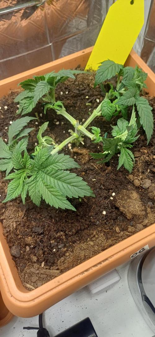 domamont. Week 4