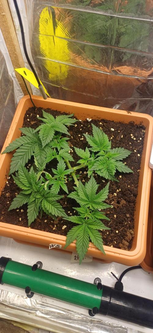 domamont. Week 4