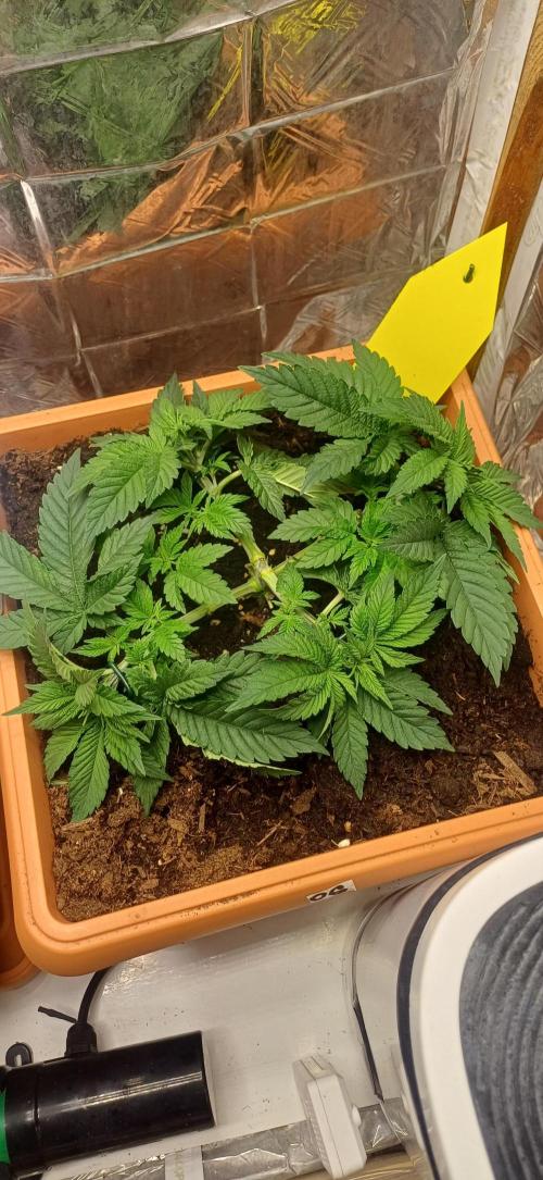 domamont. Week 4