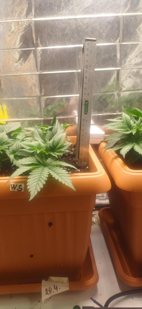 domamont. Week 5