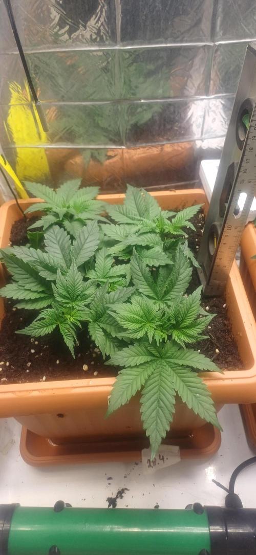 domamont. Week 5