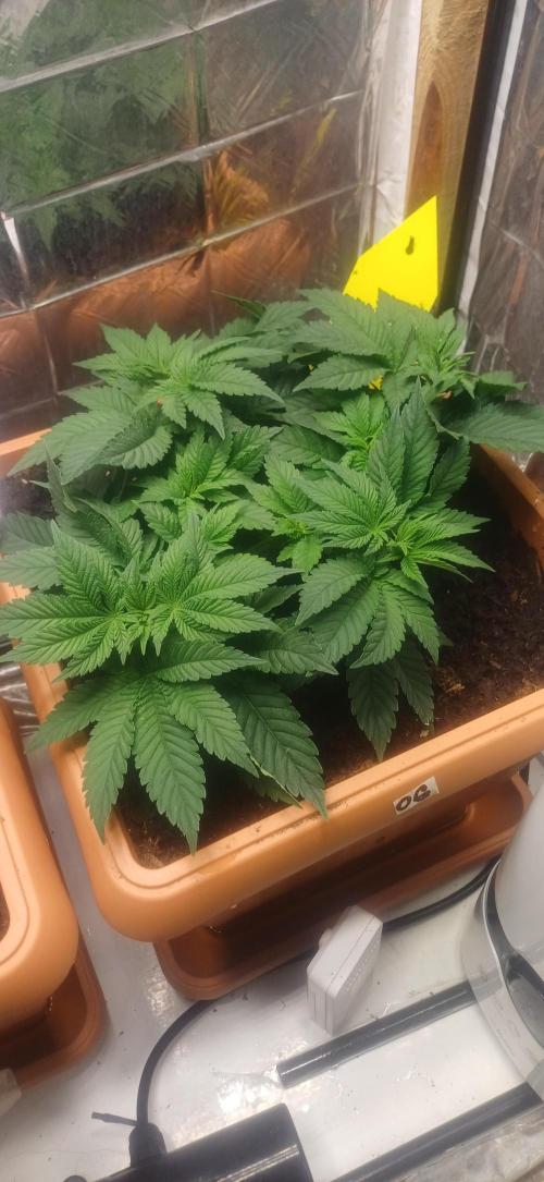 domamont. Week 5