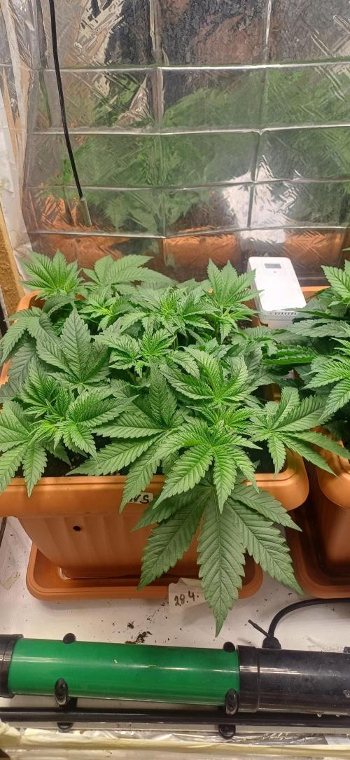 domamont. Week 5