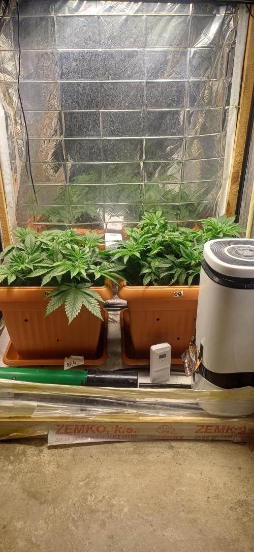domamont. Week 5