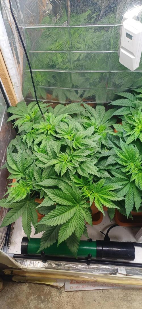 domamont. Week 6