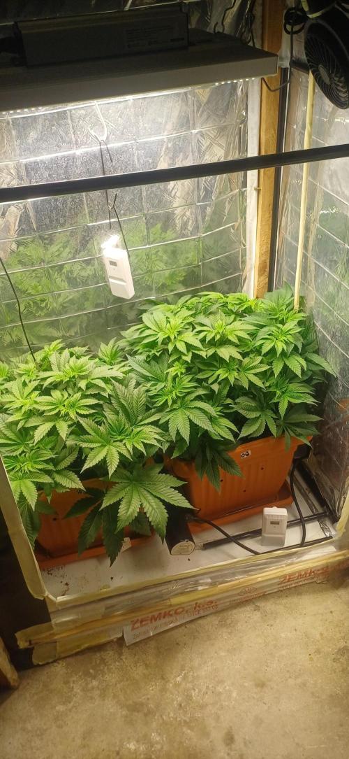 domamont. Week 6