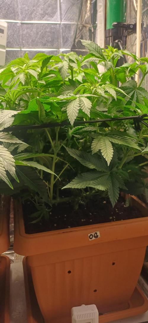 domamont. Week 7