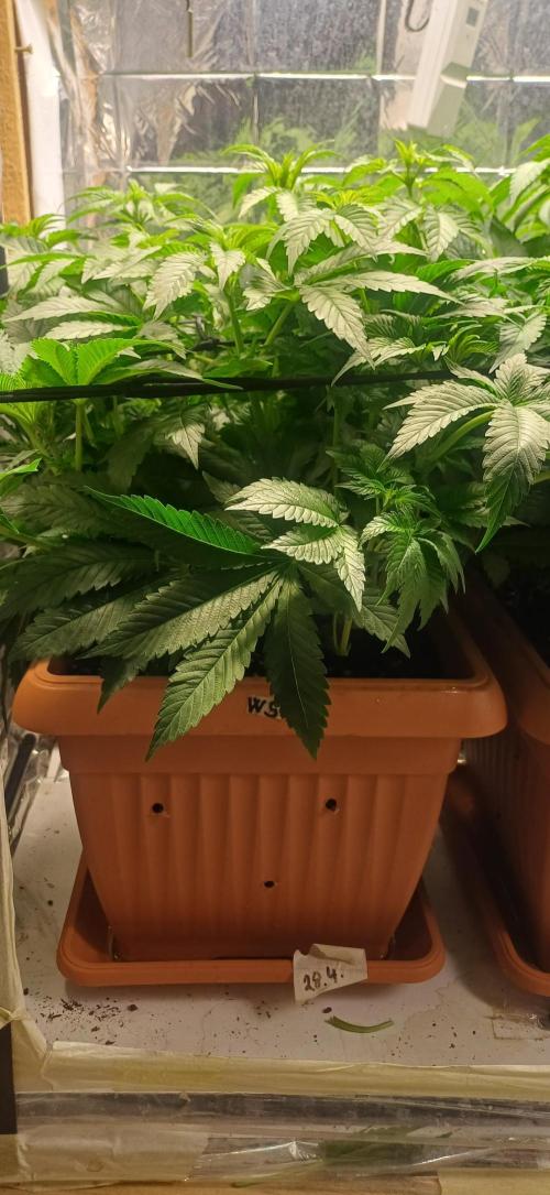 domamont. Week 7