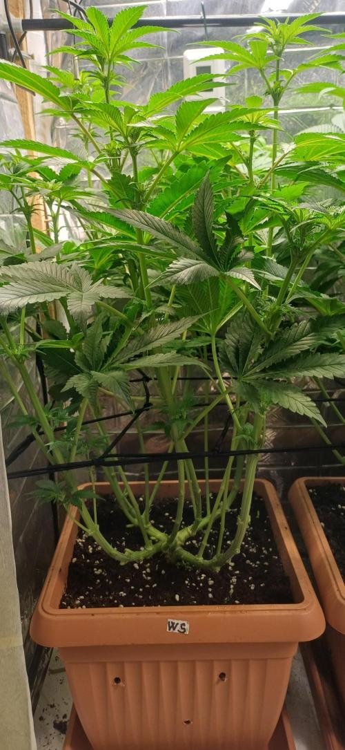 domamont. Week 8