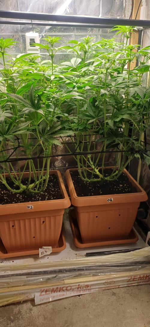 domamont. Week 8