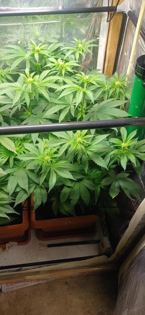 domamont. Week 8