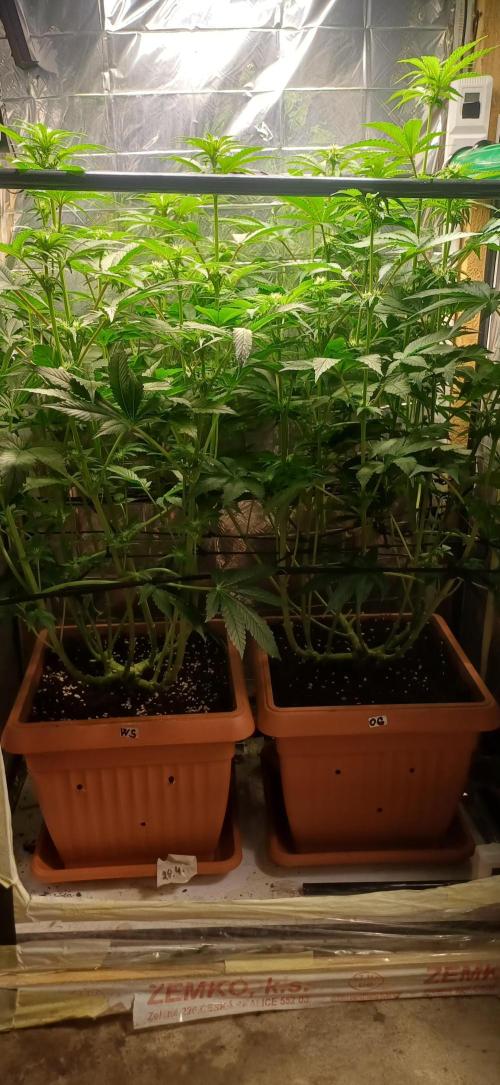 domamont. Week 8