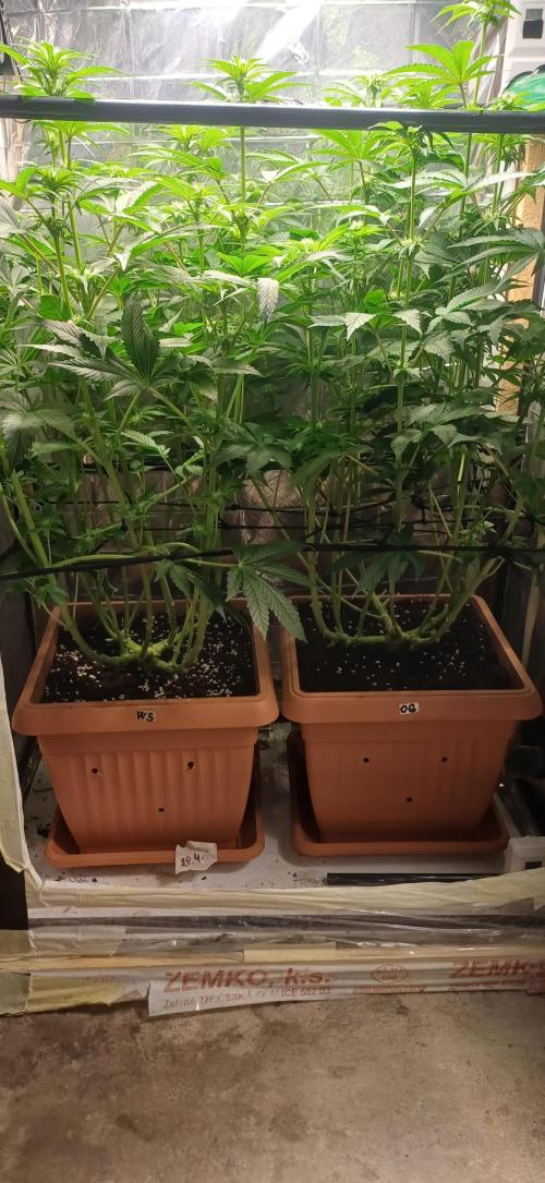 domamont. Week 8