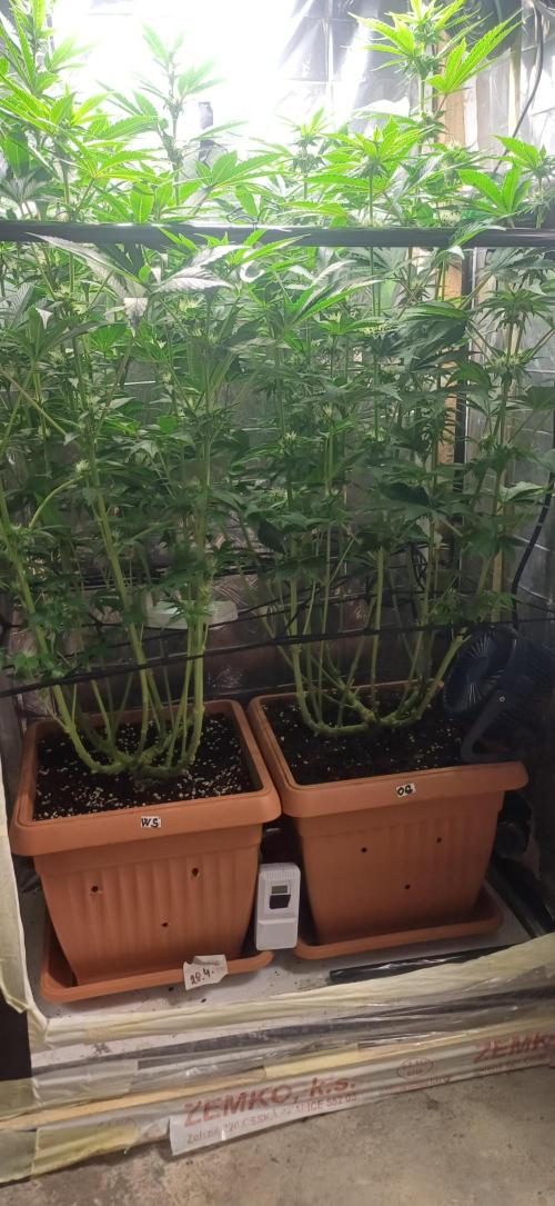 domamont. Week 9