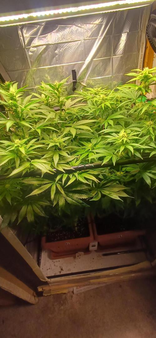 domamont. Week 9