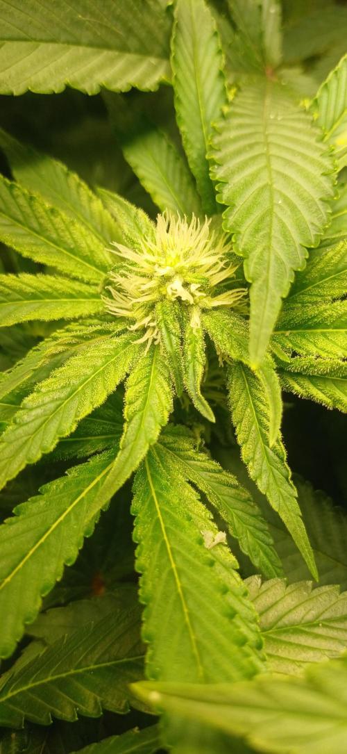 domamont. Week 9