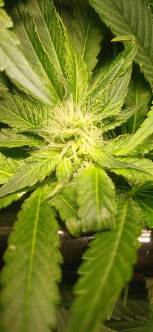 domamont. Week 9