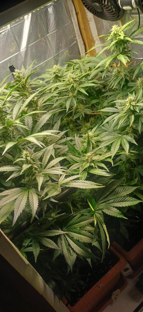 domamont. Week 10