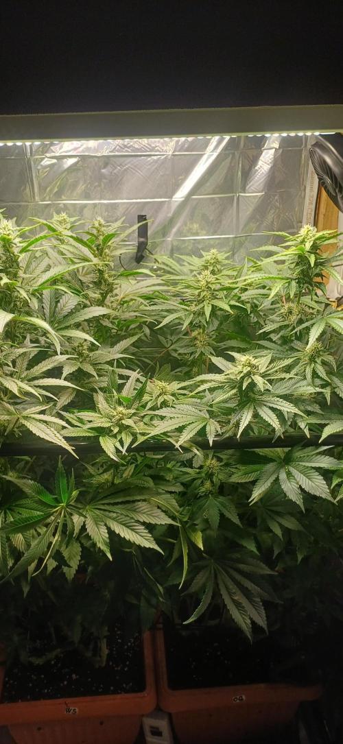 domamont. Week 10