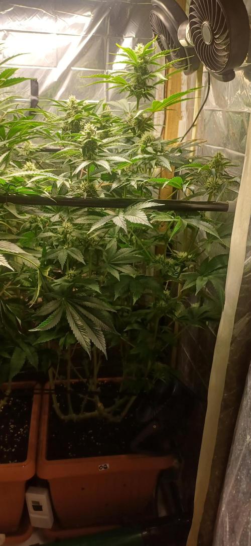 domamont. Week 10