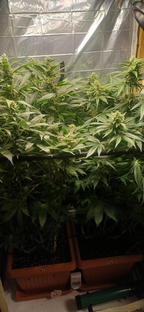 domamont. Week 10