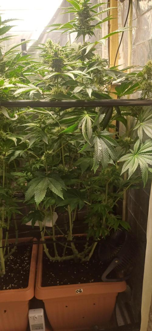 domamont. Week 10