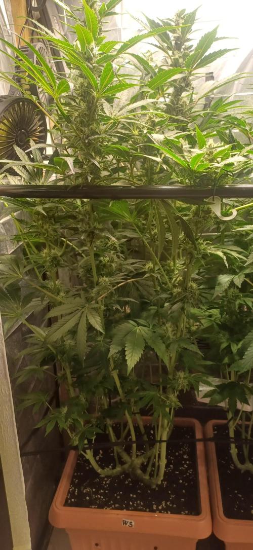 domamont. Week 10