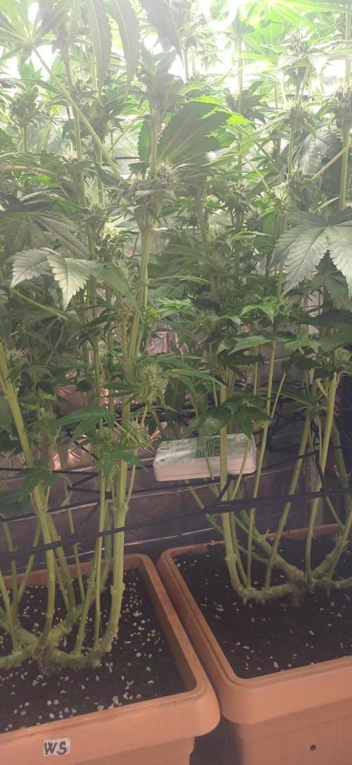 domamont. Week 10